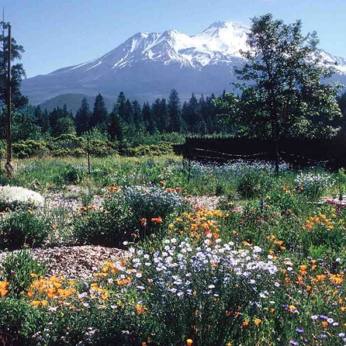 Shasta Starr Ranch - Wildflowers